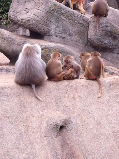I love this picture! I was trying to get the little baby, but instead I got all their backs facing me! Cute!