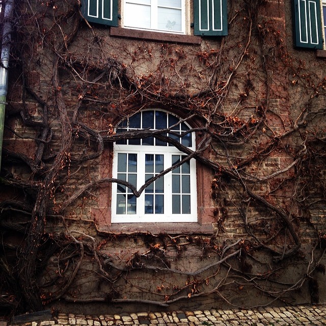 #nature has a way of making things so beautiful and mysterious. This is the other side of that lovely door I shared recently. #germany #expat #architecture #architecturelovers #naturelovers #trees #travel #tlpicks #globalnomad #ig_europe #igworldclub #inspiration